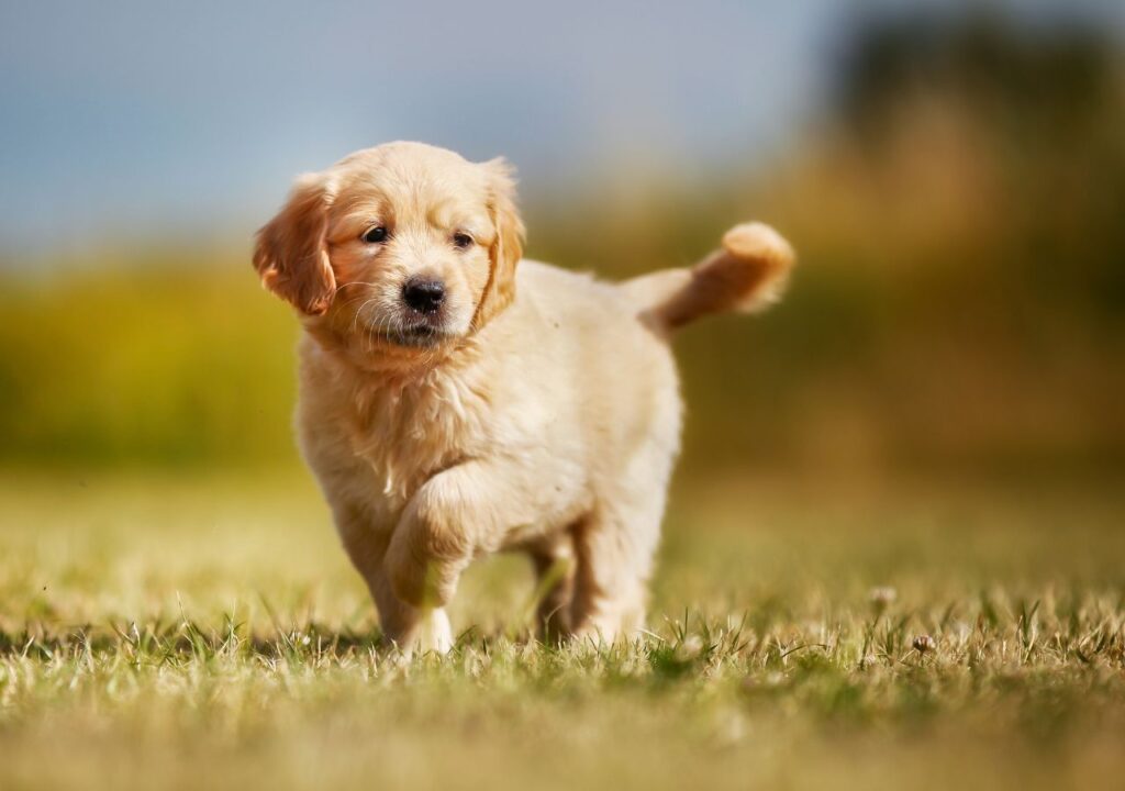 Golden Retriever