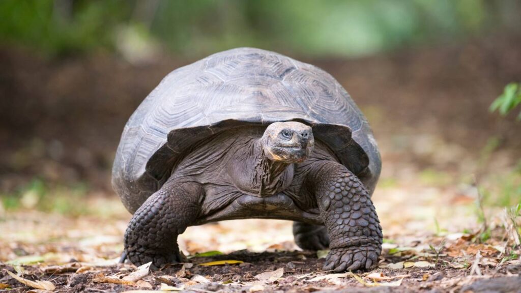 Giant Tortoise