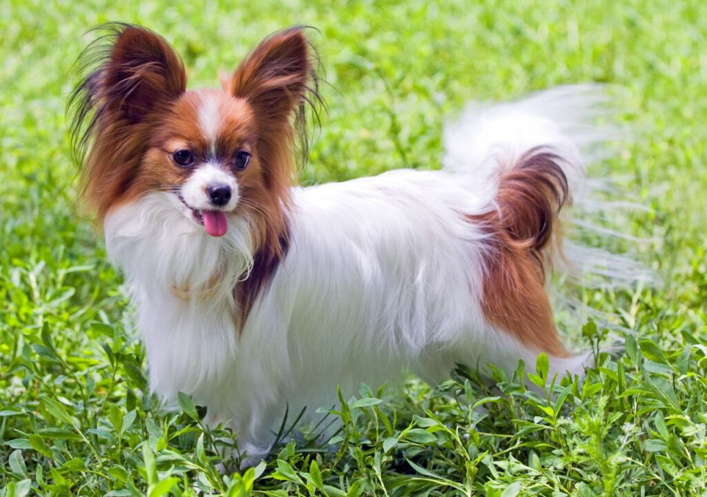 Papillon - Cute Dog Breed