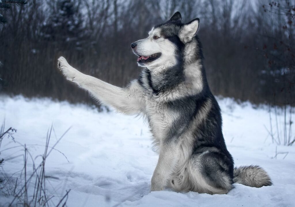 Alaskan Malamute