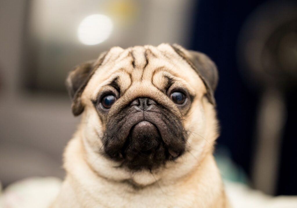 Pug