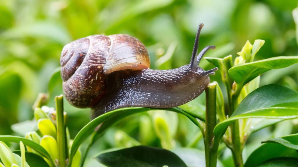 Garden Snail