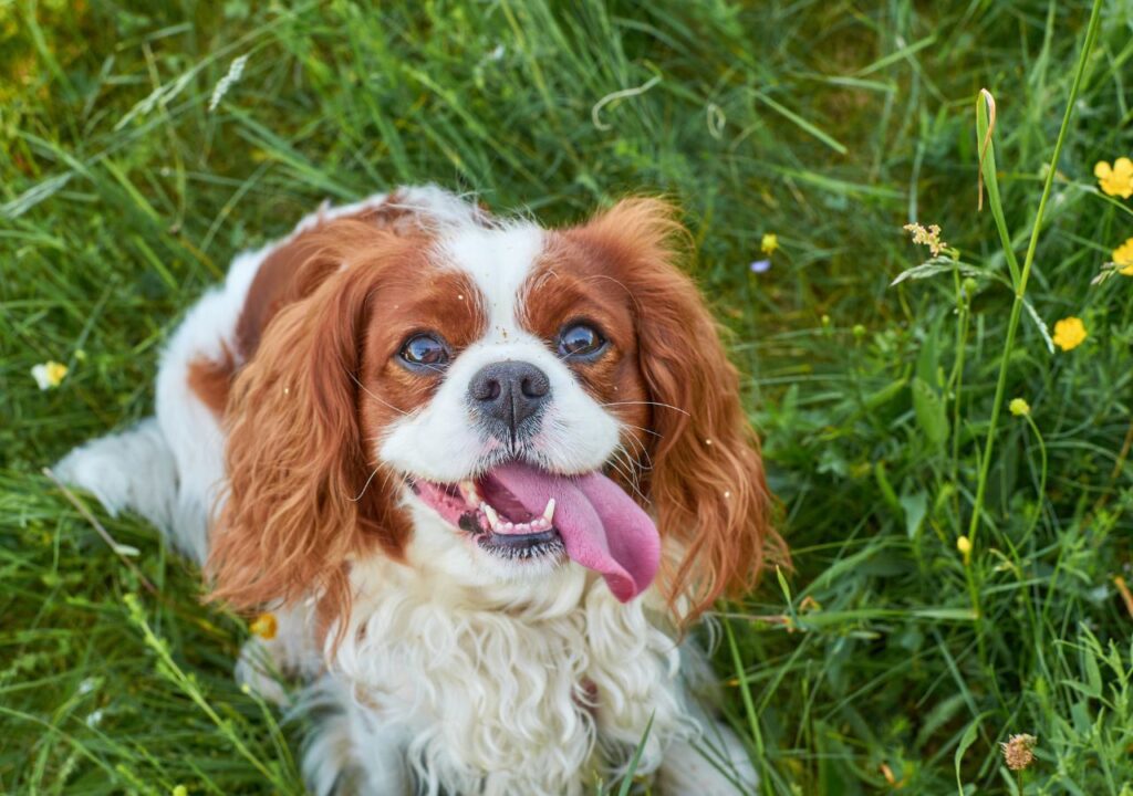 Cavalier King Charles Spaniel - Cute Dog Breed