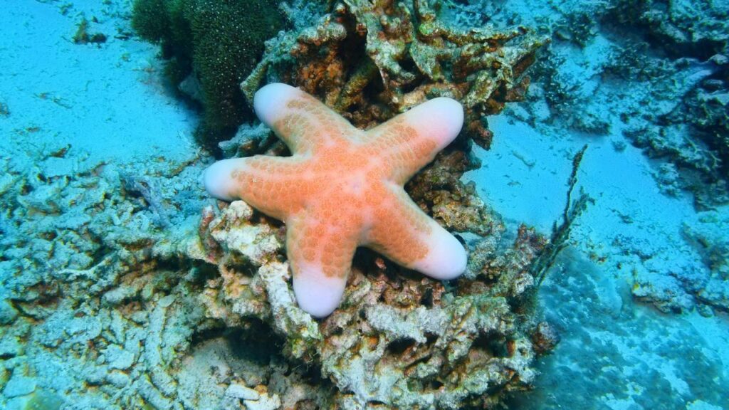 Starfish