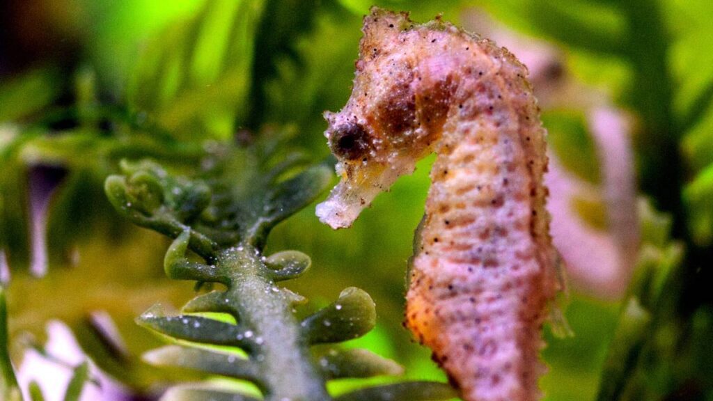 Dwarf Seahorse