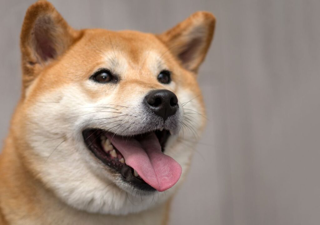 Shiba Inu