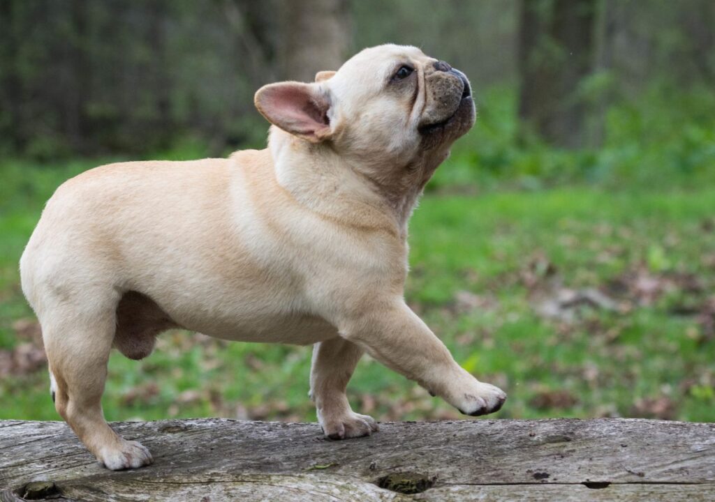 French Bulldog