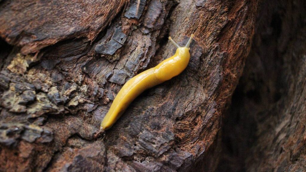 Banana Slug