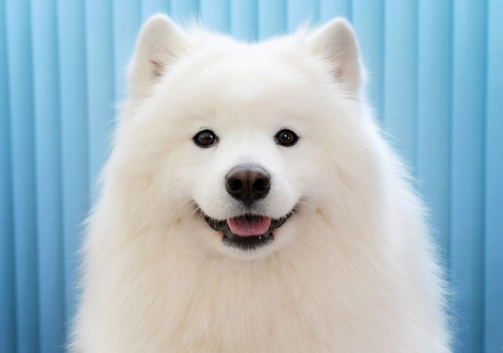 Samoyed - Cute Dog Breed