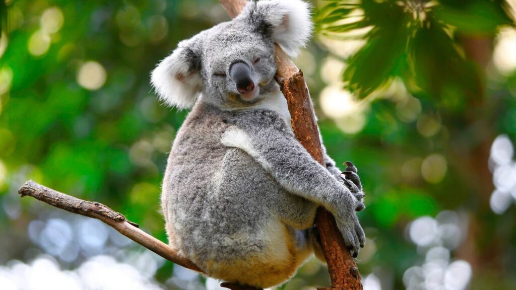 Koala