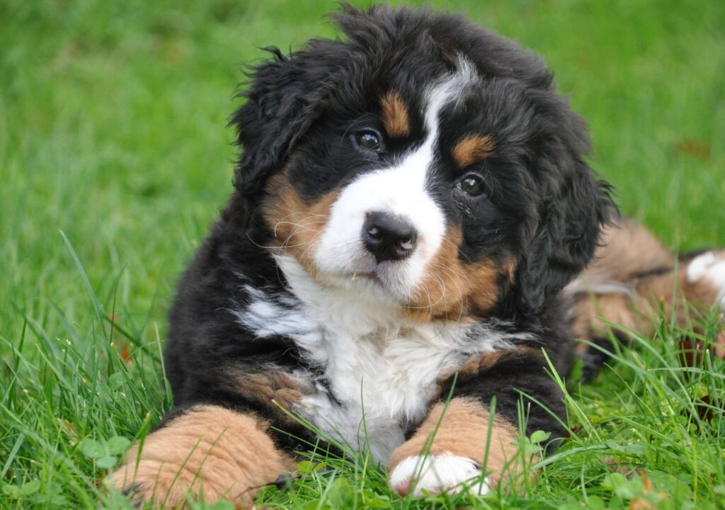 Bernese Mountain Dog