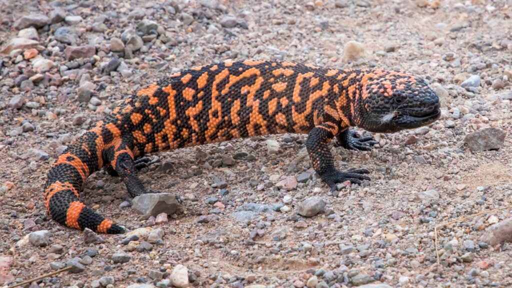 Gila Monster