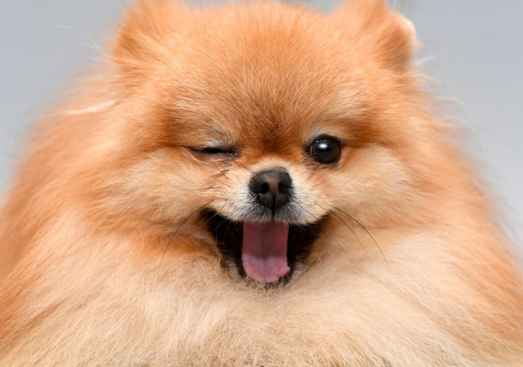 Pomeranian