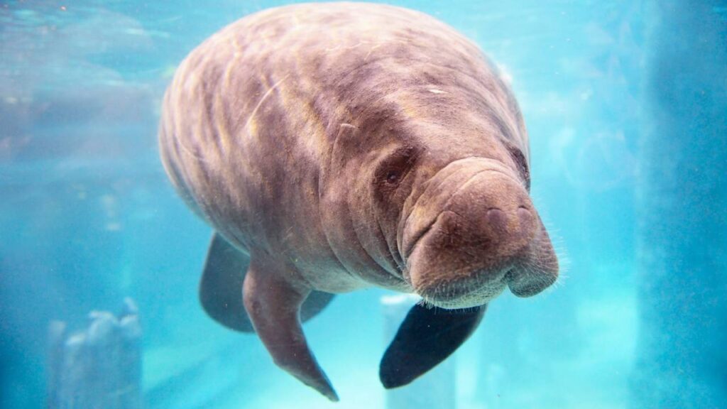 Manatee