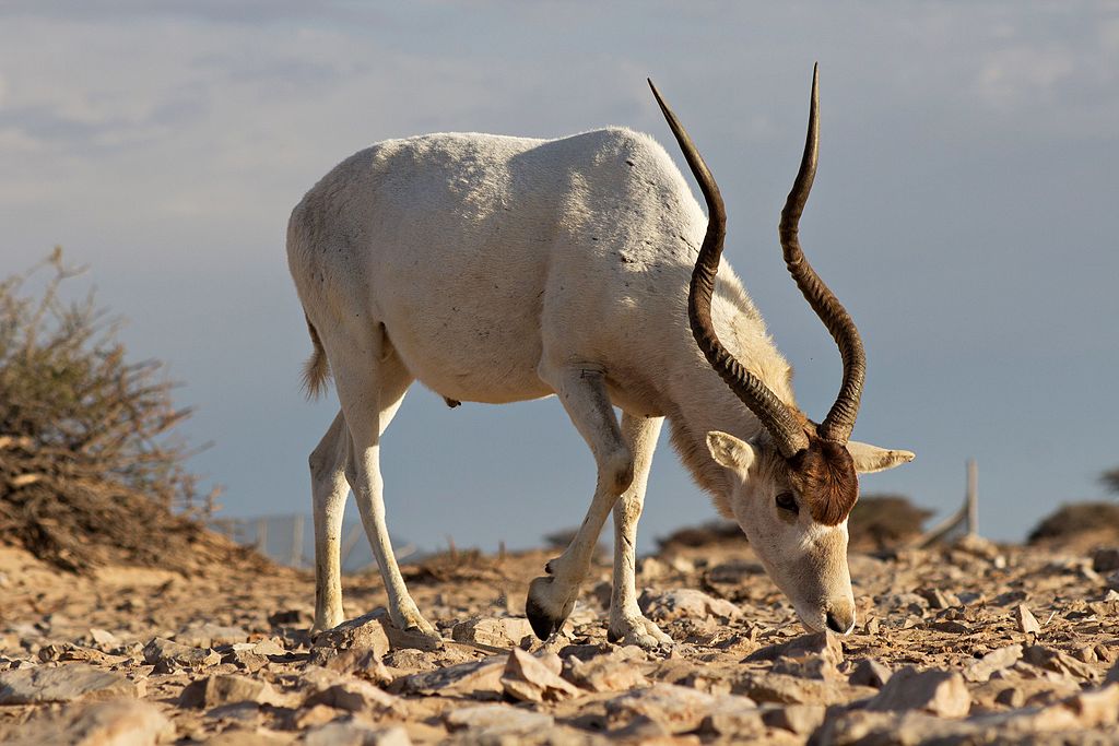 Addax Antelope (Addax nasomaculatus)