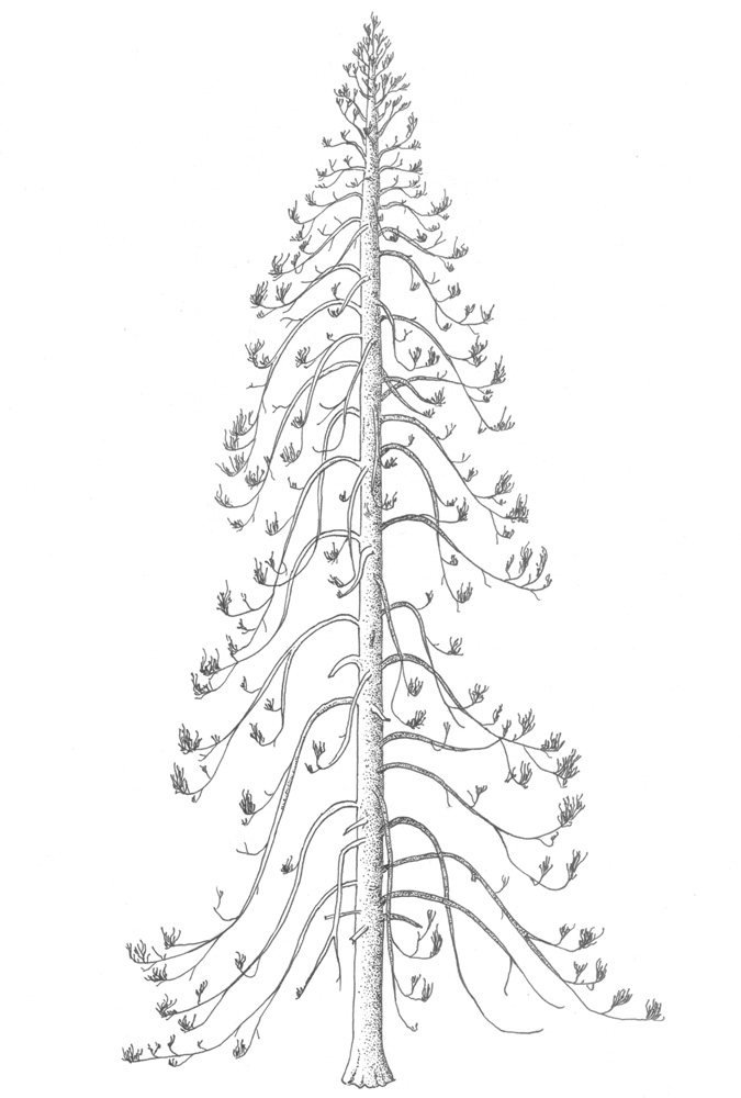 Araucarioxylon arizonicum (Triassic Conifer)