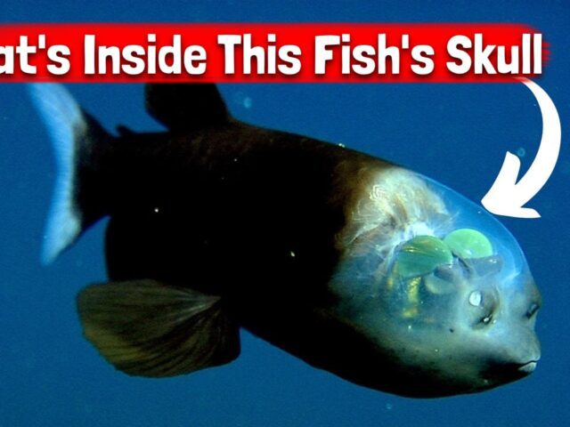 Barreleye Fish: You Won’t Believe What’s Inside This Fish’s Skull