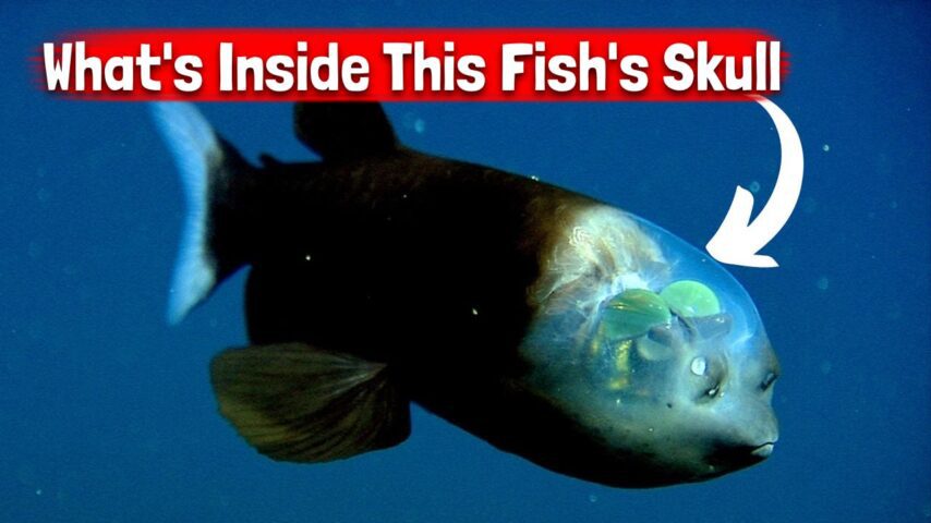 Barreleye Fish: You Won’t Believe What’s Inside This Fish’s Skull