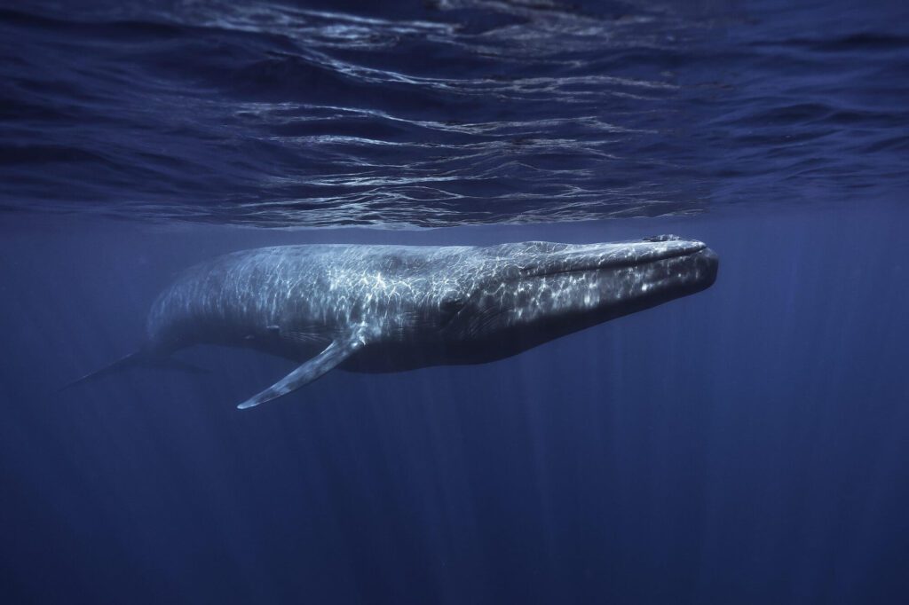 Blue Whales Are the Largest Animals on Earth