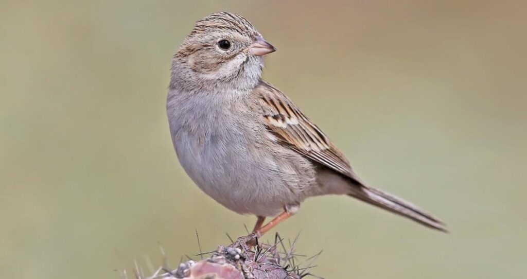 Brewer's Sparrow (Spizella breweri)