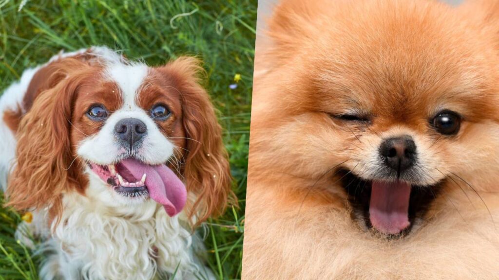 These 21 Cutest Dog Breeds Will Melt Your Heart Instantly