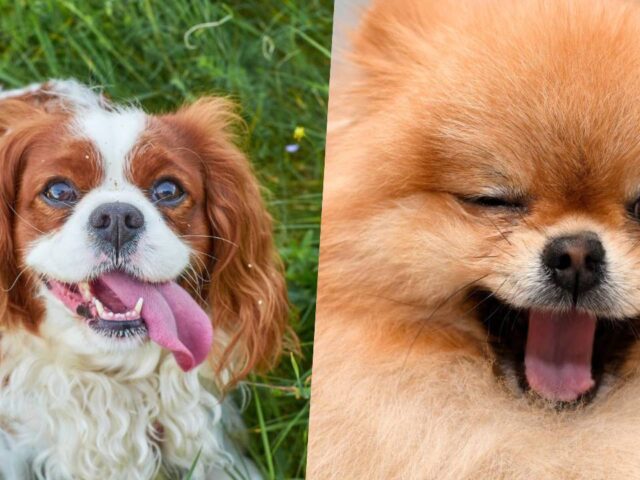 21 Cutest Dog Breeds That Will Melt Your Heart Instantly