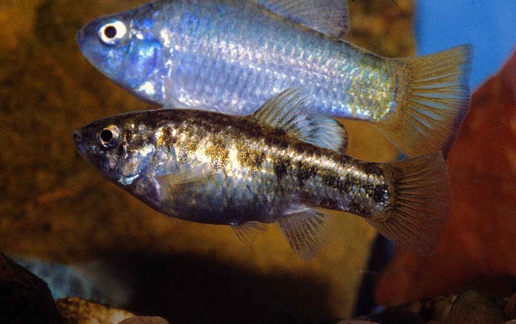 Desert Pupfish (Cyprinodon spp.)