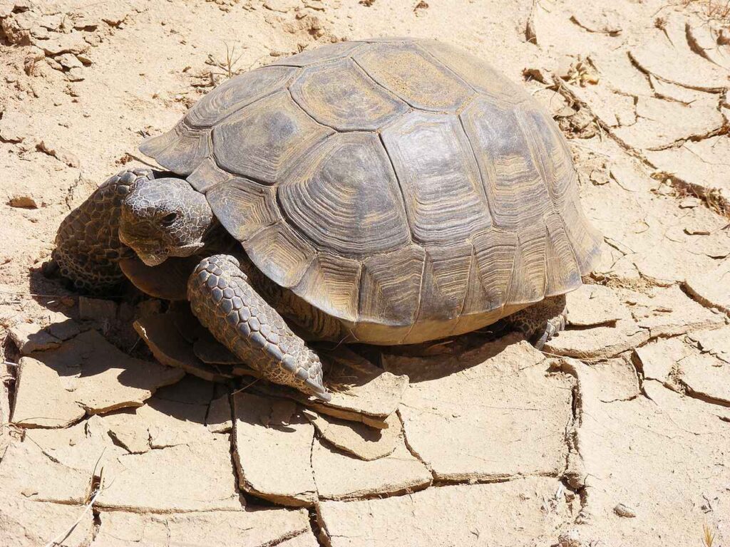 Desert Tortoise (Gopherus agassizii)