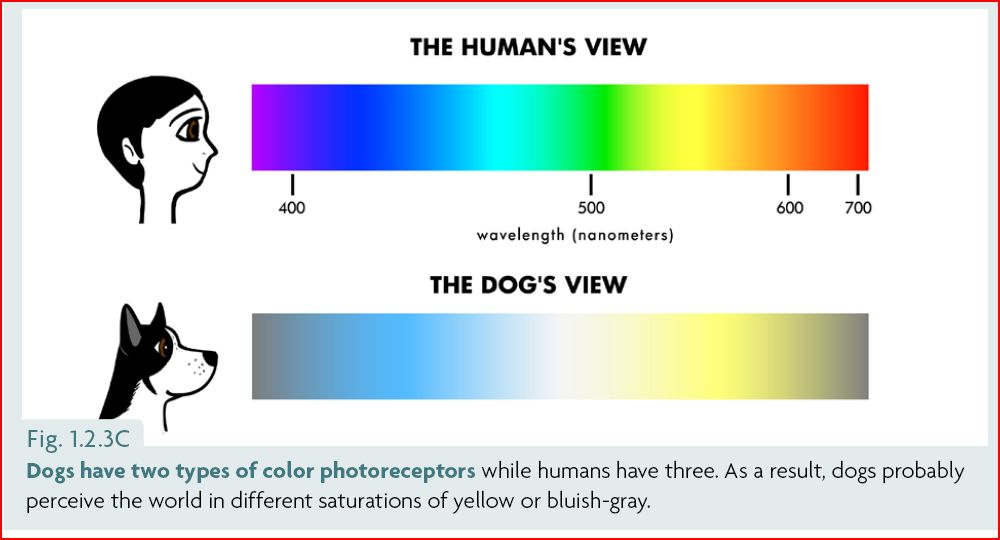 Myth that Dogs See in Black and White and Are Colorblind?