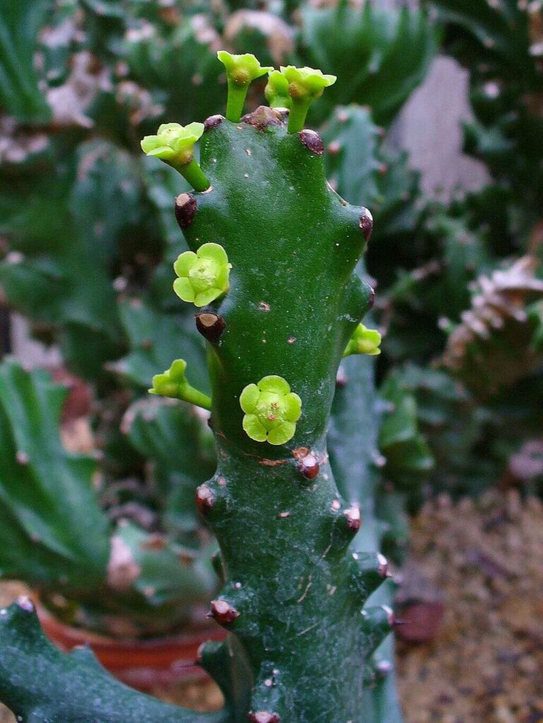 Euphorbia mayurnathanii