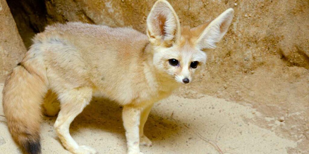 Fennec Fox (Vulpes zerda)