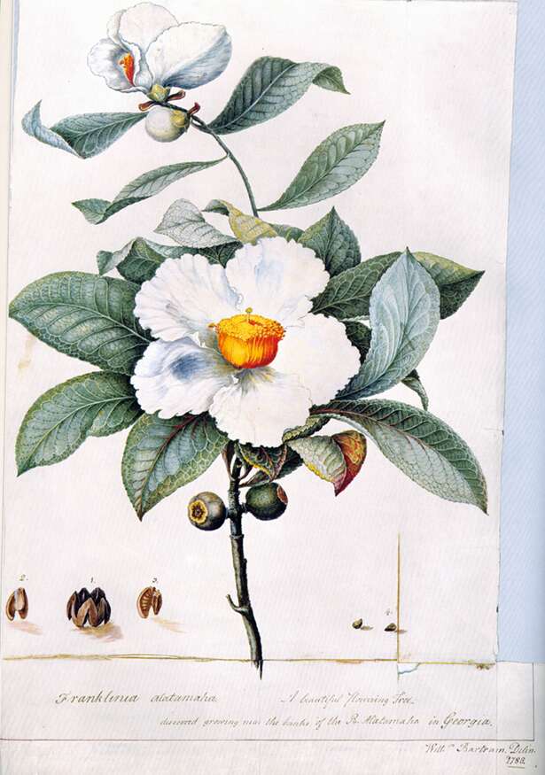 Franklinia alatamaha (Franklin Tree)