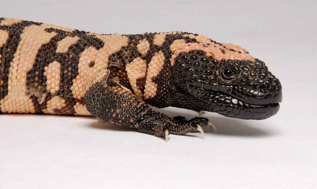 Gila Monster (Heloderma suspectum) - 15 Desert Animals That Defy Nature's Thirst