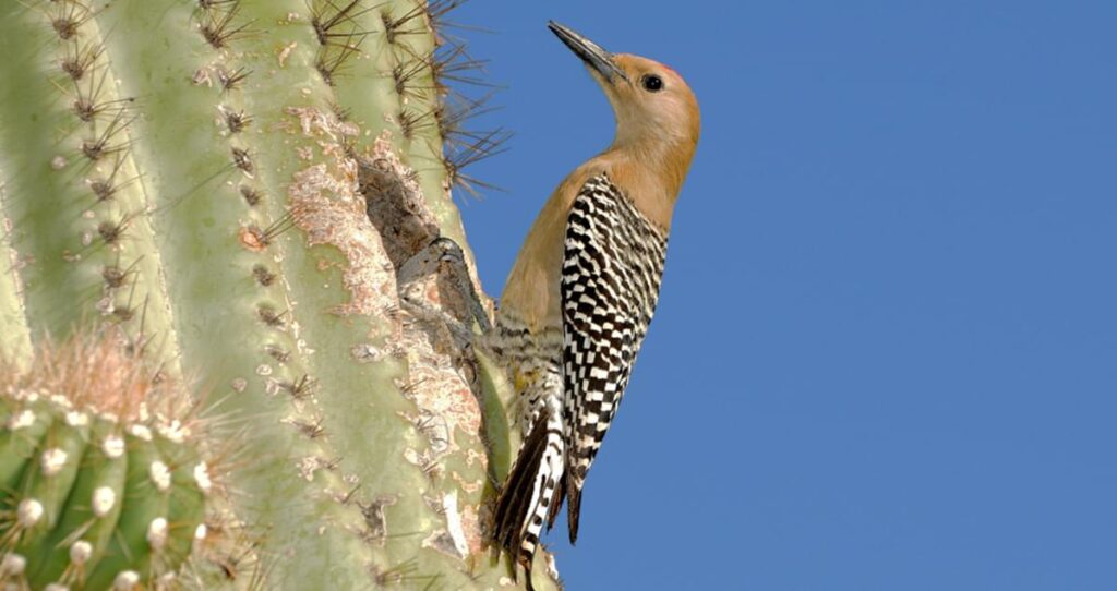 Gila Woodpecker (Melanerpes uropygialis)