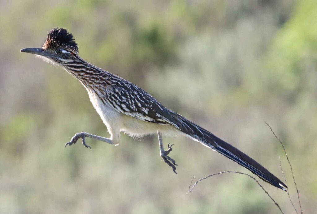 Greater Roadrunner (Geococcyx californianus) - 15 Desert Animals That Defy Nature's Thirst