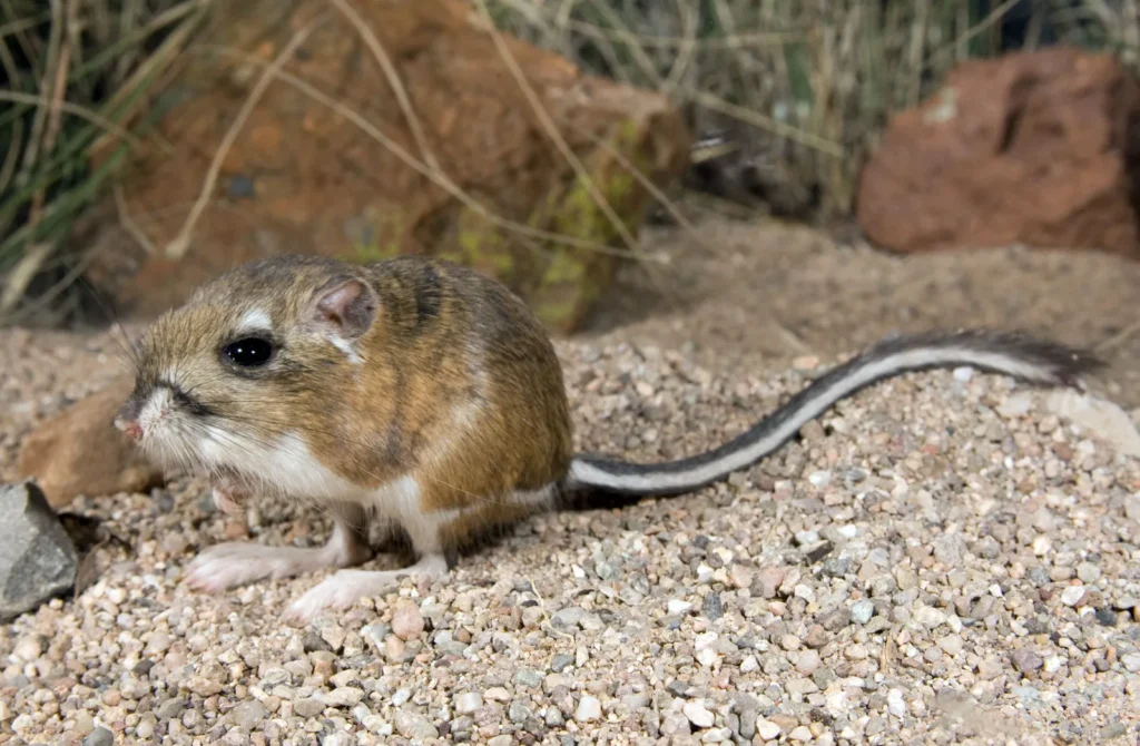 Kangaroo Rat (Dipodomys spp.)