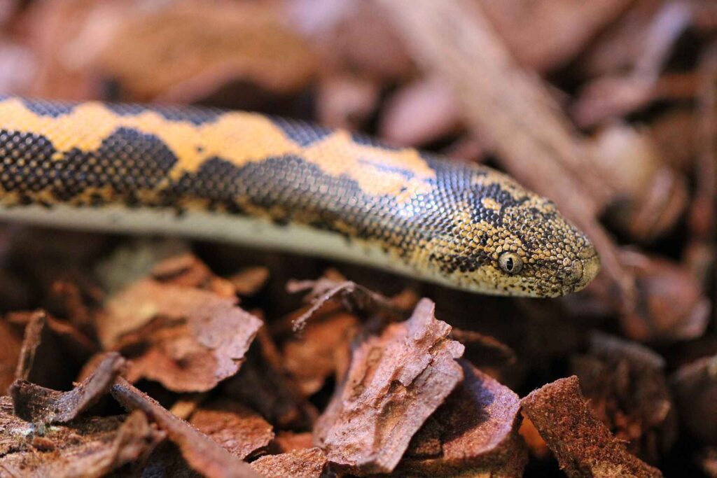 Kenyan Sand Boa (Eryx colubrinus)