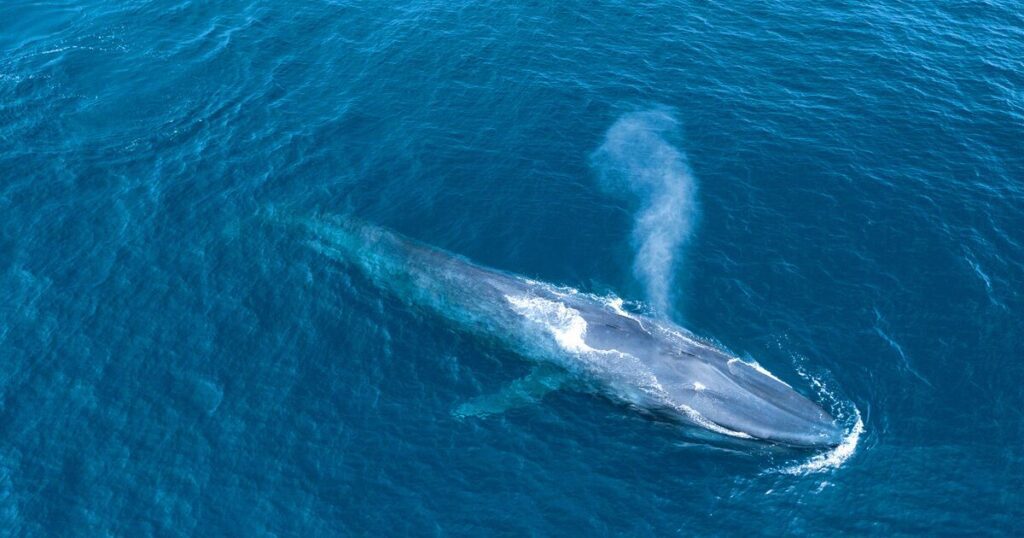 Blue Whales Have Long Lifespans