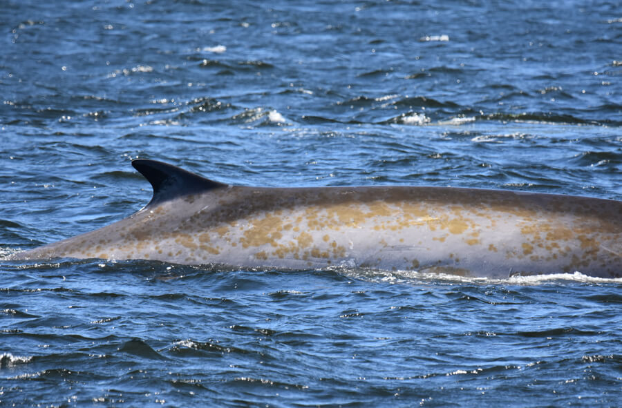 Unique Skin Coloration and Pattern on a Blue Whale