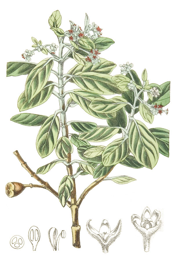 Saint Helena Olive (Nesiota elliptica) - 10 Extinct Plants You Won’t Believe Existed