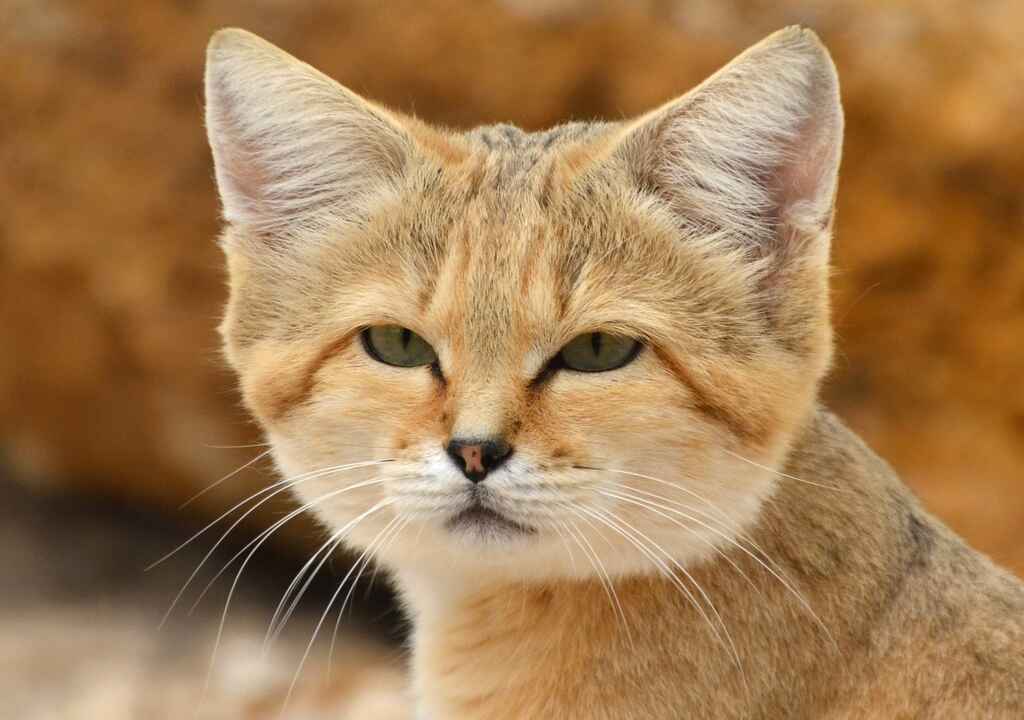 Sand Cat (Felis margarita)