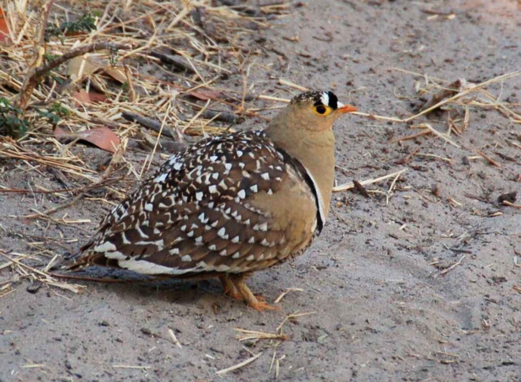 Sandgrouse (Pterocles spp.)