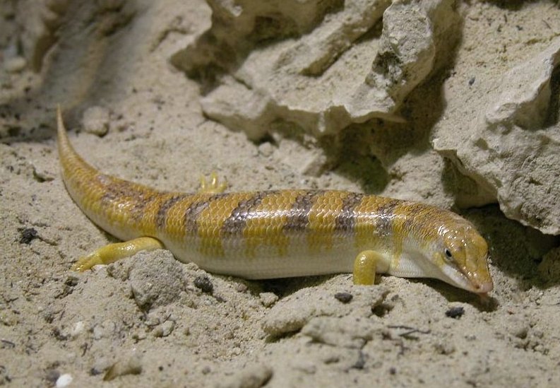 Sandfish (Scincus scincus) - 15 Desert Animals That Defy Nature's Thirst