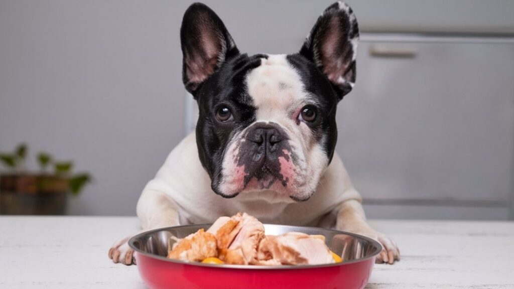 Preparing Chicken for French Bulldogs