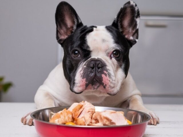 Should French Bulldogs Eat Chicken? Find Out Now!