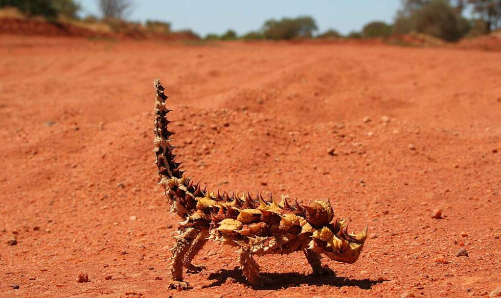 Thorny Devil (Moloch horridus) - 15 Desert Animals That Defy Nature's Thirst