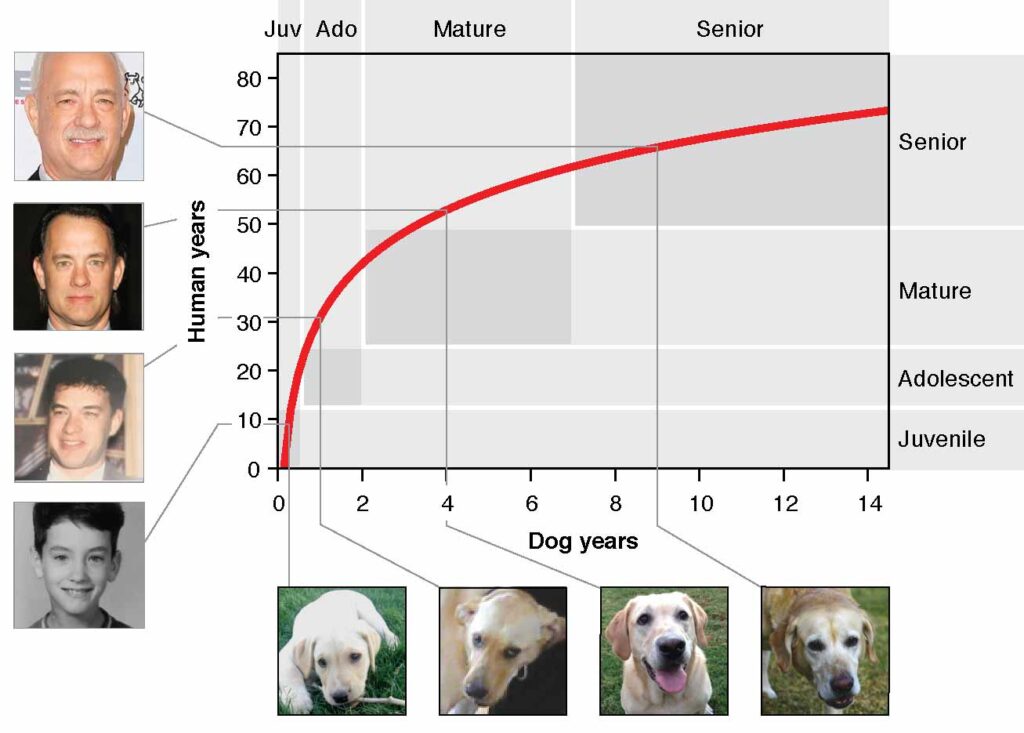 Myth that Dogs Age Seven Years for Every Human Year