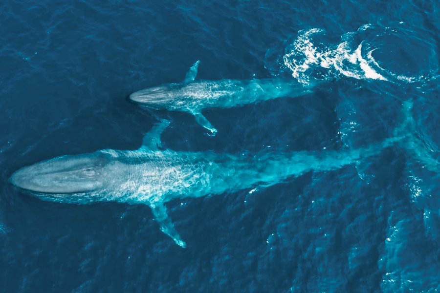 Blue Whales Undertake Long Migrations