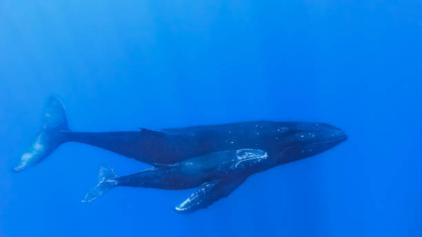 Blue Whale Calves Are Born Big