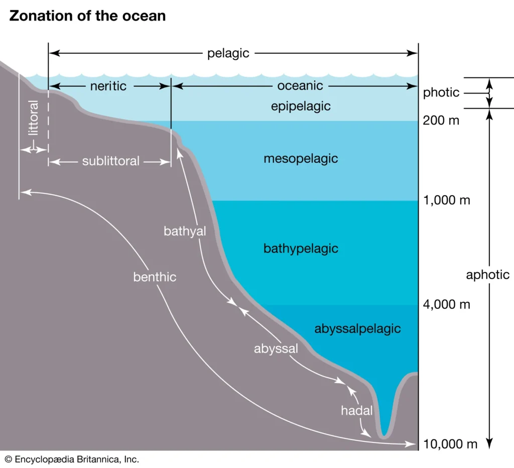 Habitat and Distribution of Barreleye Fish